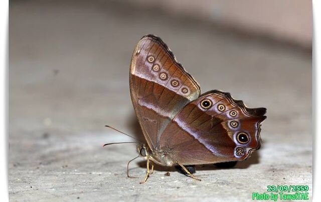 Lethe vindhya vindhya