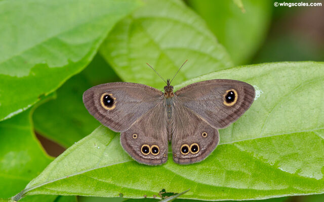 Ypthima baldus baldus