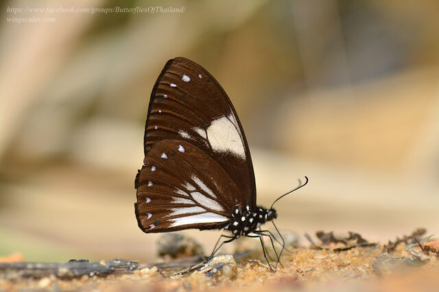 Papilio paradoxa aenigma