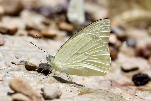 Appias albina darada