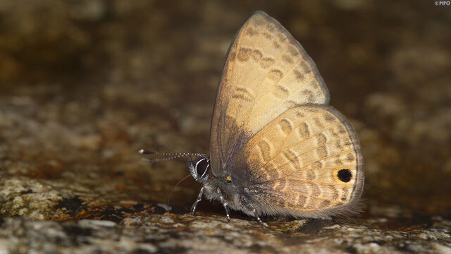 Prosotas gracilis ni