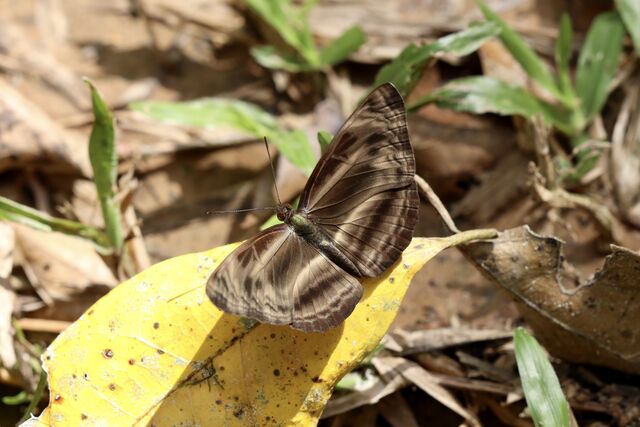 Neptis harita harita