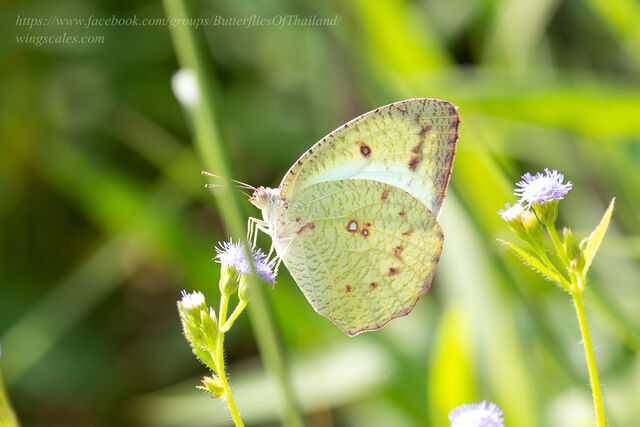 Catopsilia pyranthe pyranthe