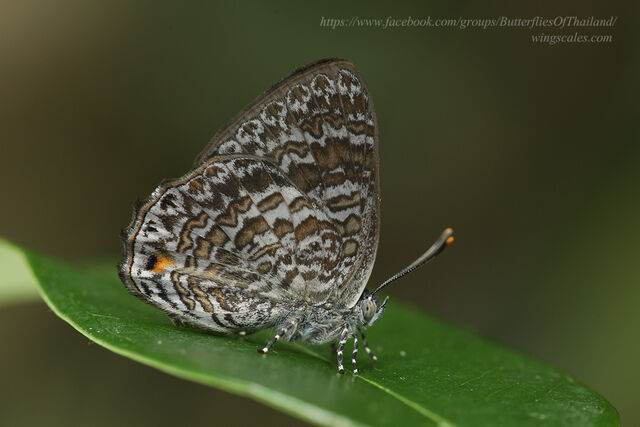 Poritia erycinoides elsiei