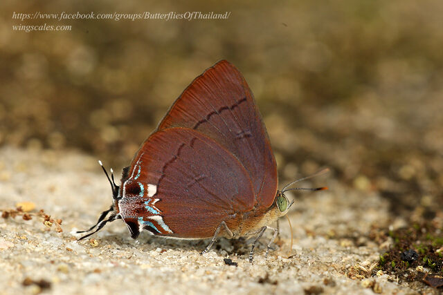Remelana jangala ravata