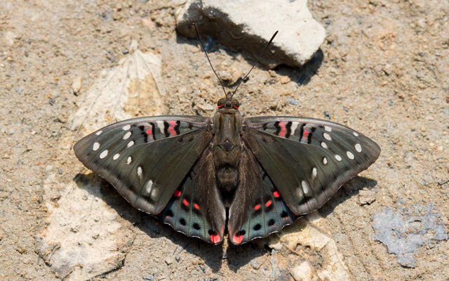 Euthalia lubentina lubentina