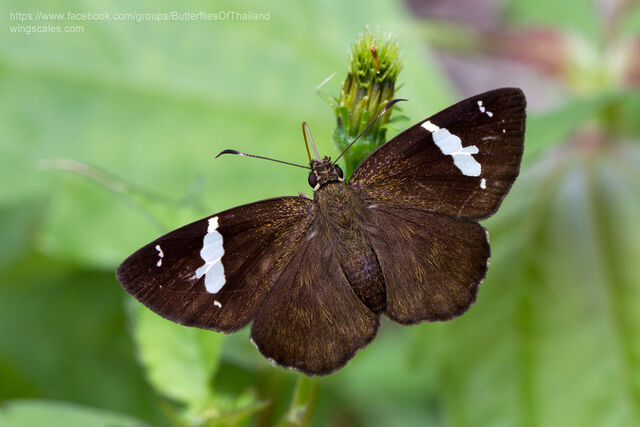 Celaenorrhinus nigricans nigricans