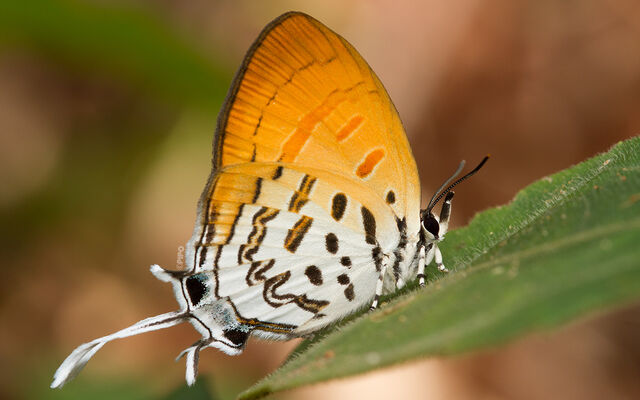 Drupadia ravindra boisduvalii