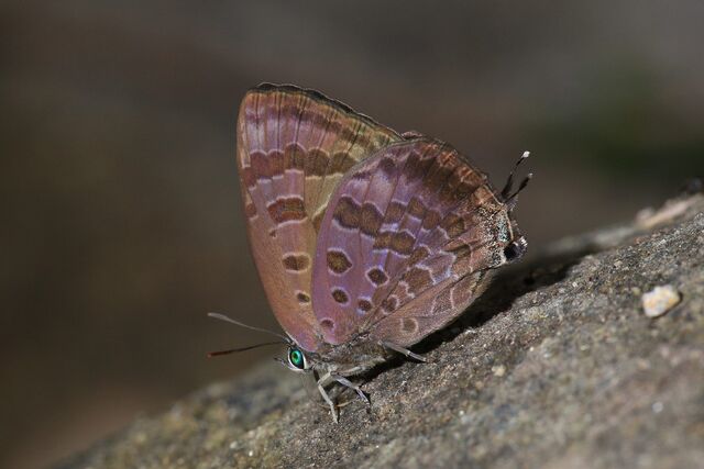 Arhopala agaba agaba