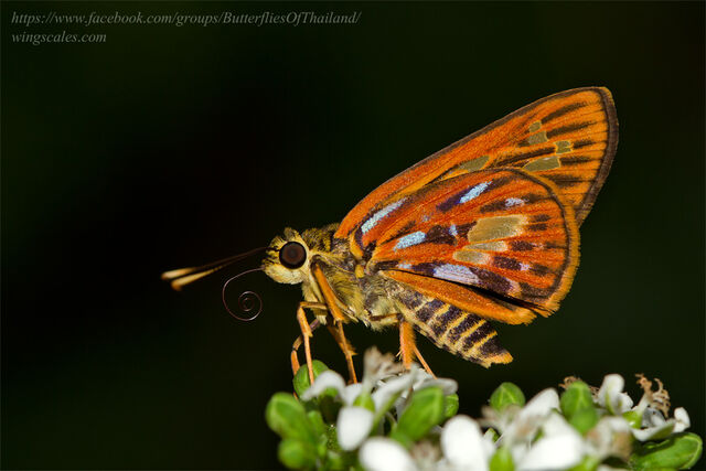 Pyroneura callineura natalia