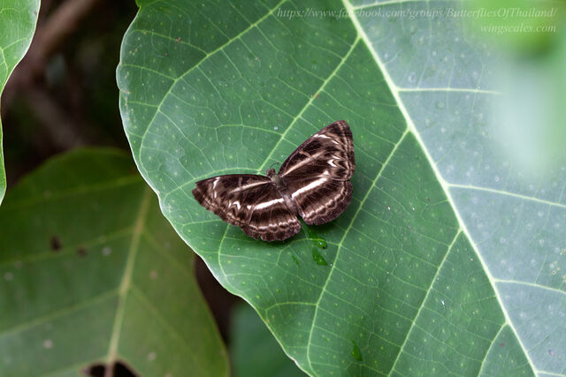 Neptis harita preeyai