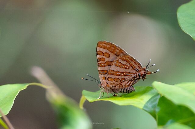 Spindasis evansii ayuthia