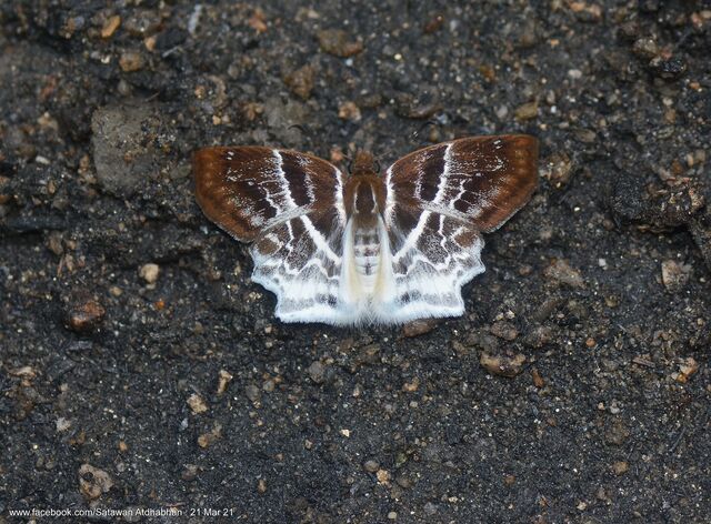 Abaratha pygela pygela