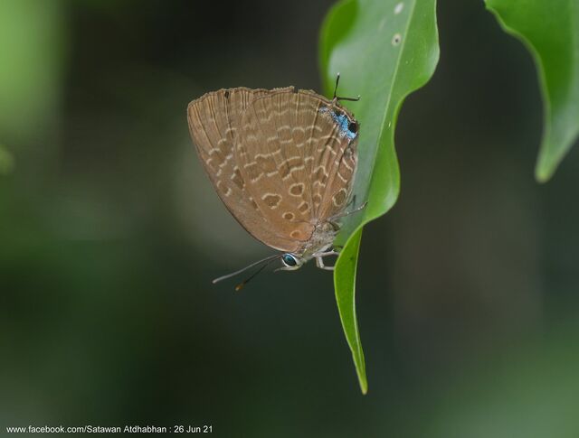 Arhopala eumolphus maxwelli