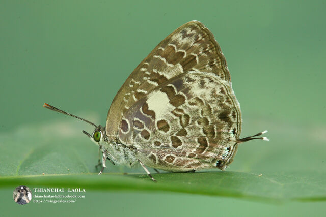 Arhopala birmana birmana