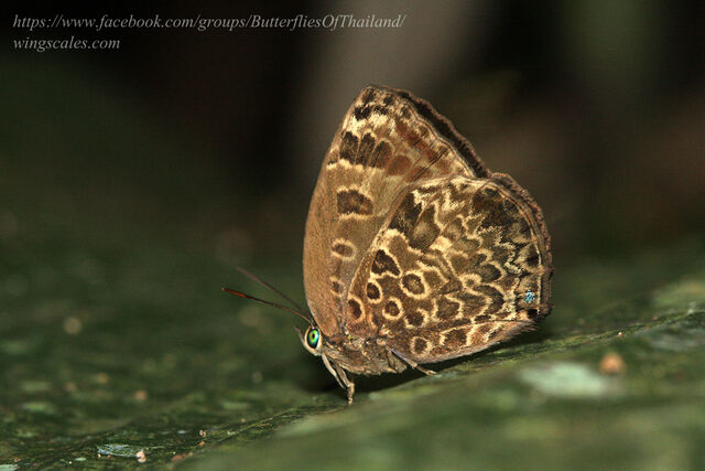 Arhopala alaconia media