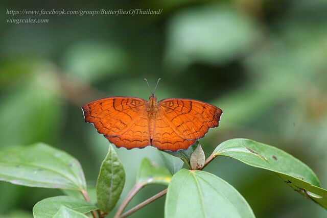 Ariadne specularia arca