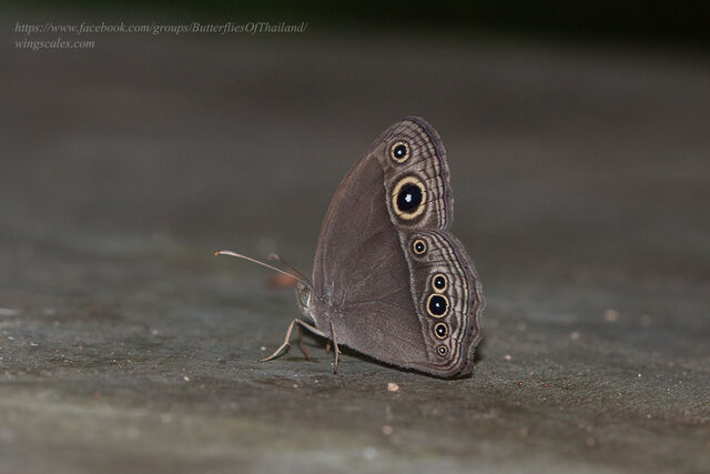 Mycalesis intermedia