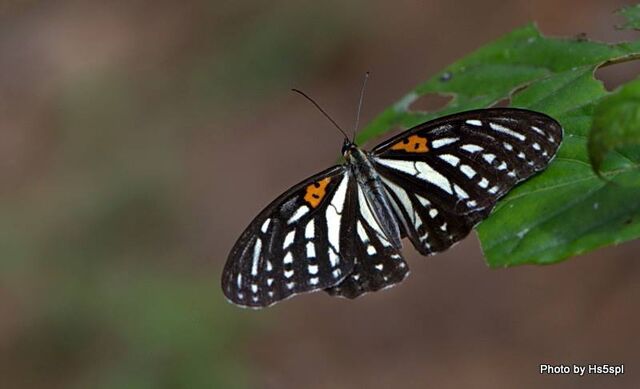 Orinoma damaris damaris