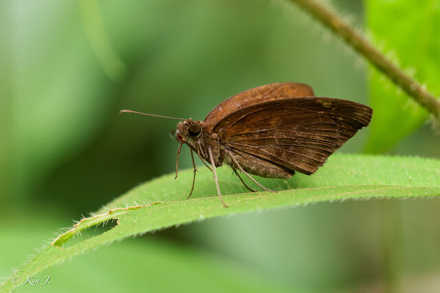 Psolos fuligo subfasciatus