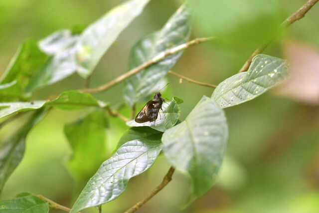 Gangara sanguinocculus