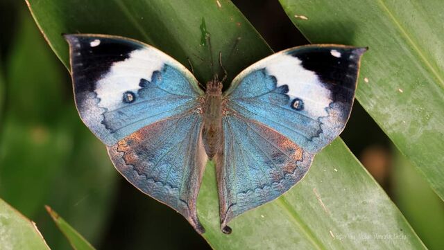 Kallima inachus alboinachus