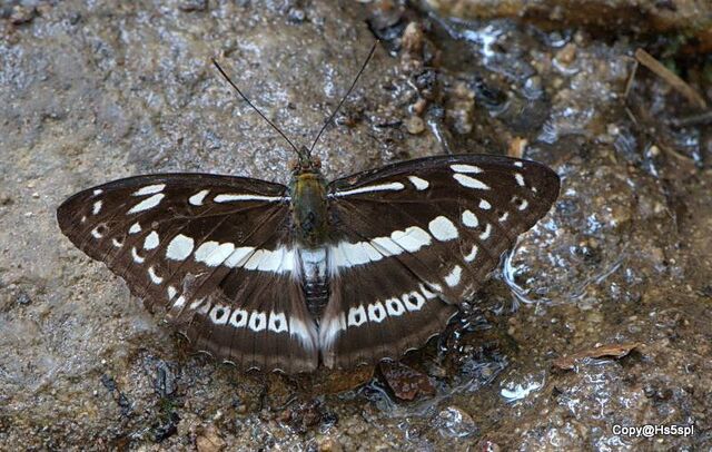 Limenitis asura asura