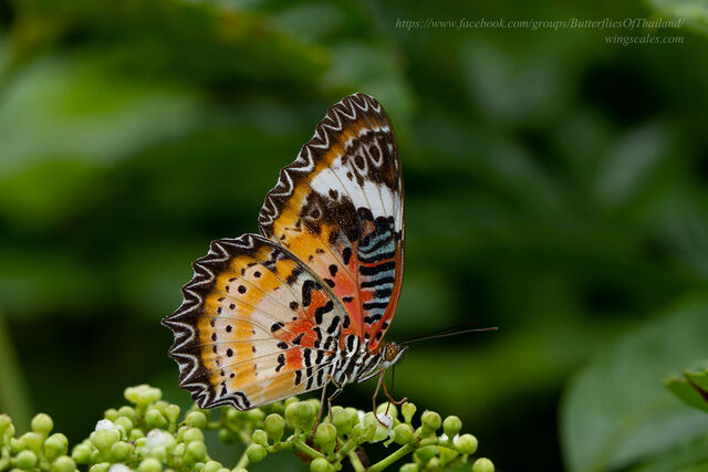 Cethosia cyane euanthes