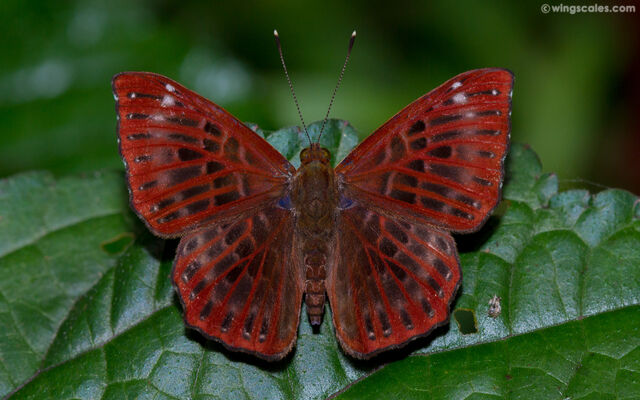 Zemeros flegyas albipunctatus