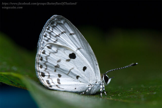 Callenya melaena melaena