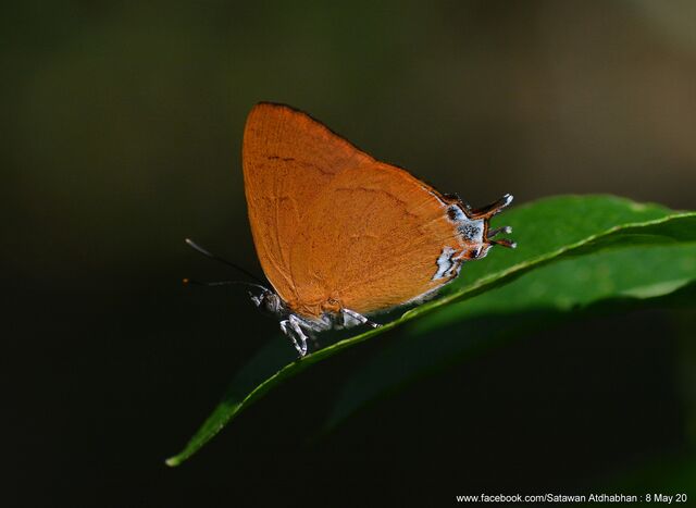 Thamala marciana marciana