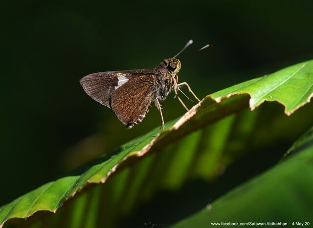 Oerane microthyrus neaera