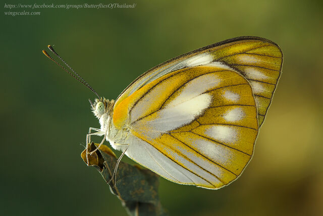 Appias olferna olferna