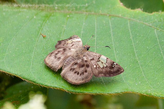 Coladenia laxmi sobrina