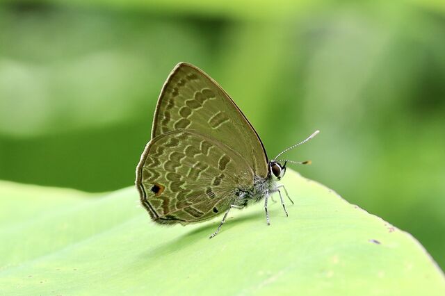 Anthene emolus emolus