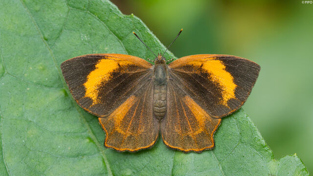 Simiskina phalia potina