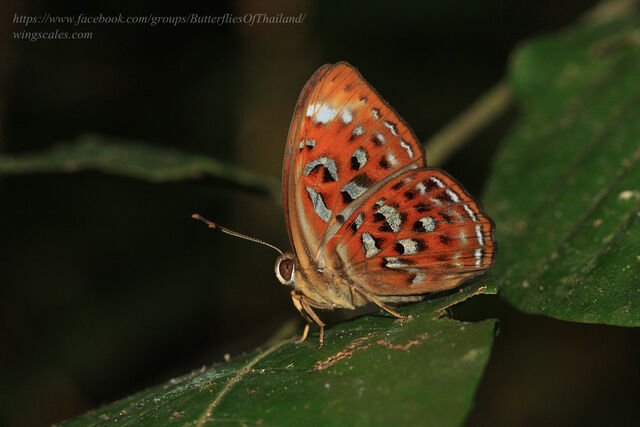 Taxila haquinus haquinus