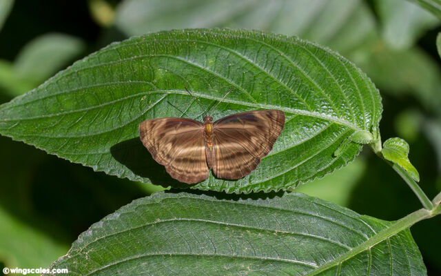 Neptis harita harita