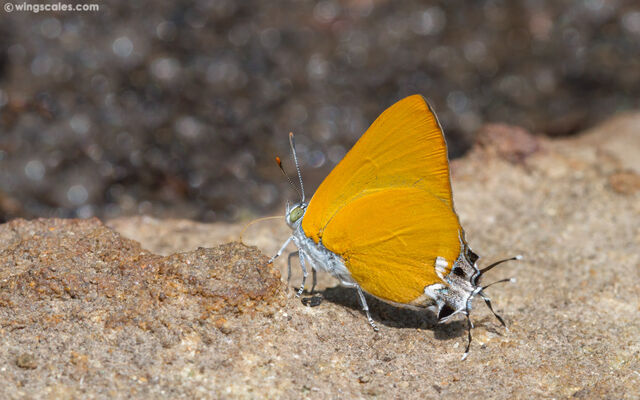 Pseudotajuria donatana ssp.
