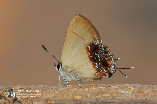 Semanga superba siamensis