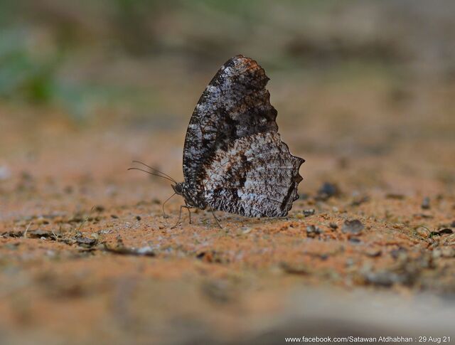 Elymnias nesaea lioneli