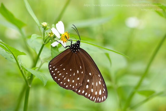 Euploea camaralzeman malayica