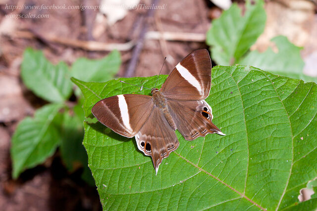 Archigenes neophron gratius