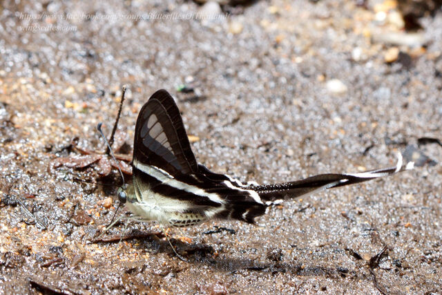 Lamproptera curius curius