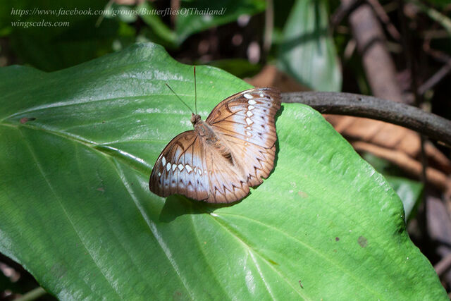 Euthalia teuta goodrichi