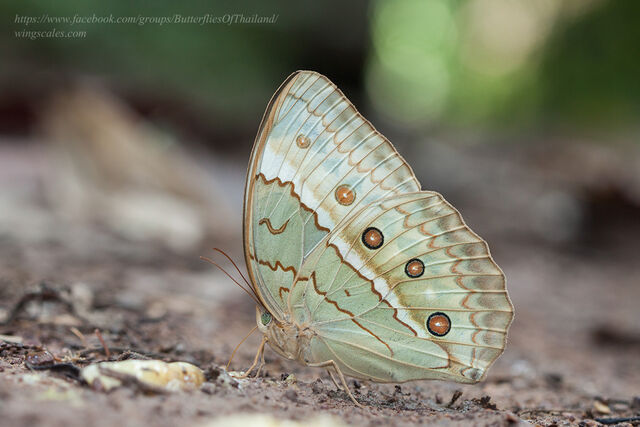 Stichophthalma cambodia