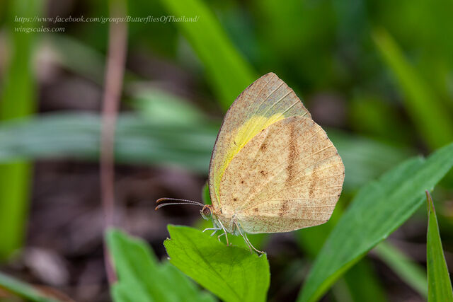 Eurema laeta pseudolaeta