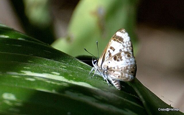 Niphanda cymbia cymbia