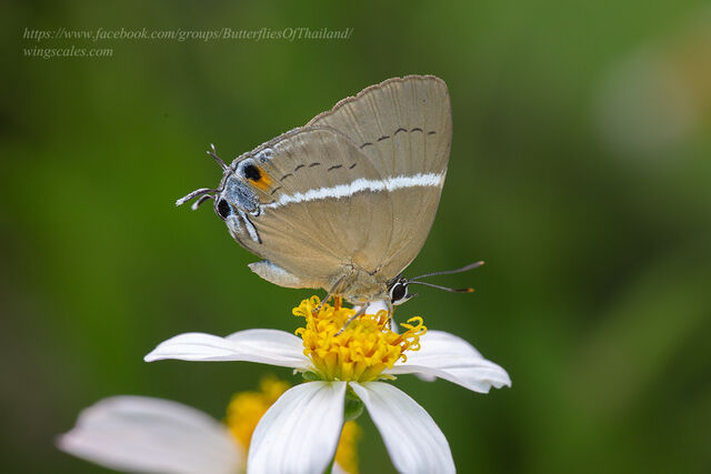 Dacalana burmana burmana