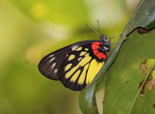 Delias pasithoe pasithoe